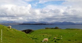 Typsich: Grasende Schafe, Blick über das Wasser in die Berge